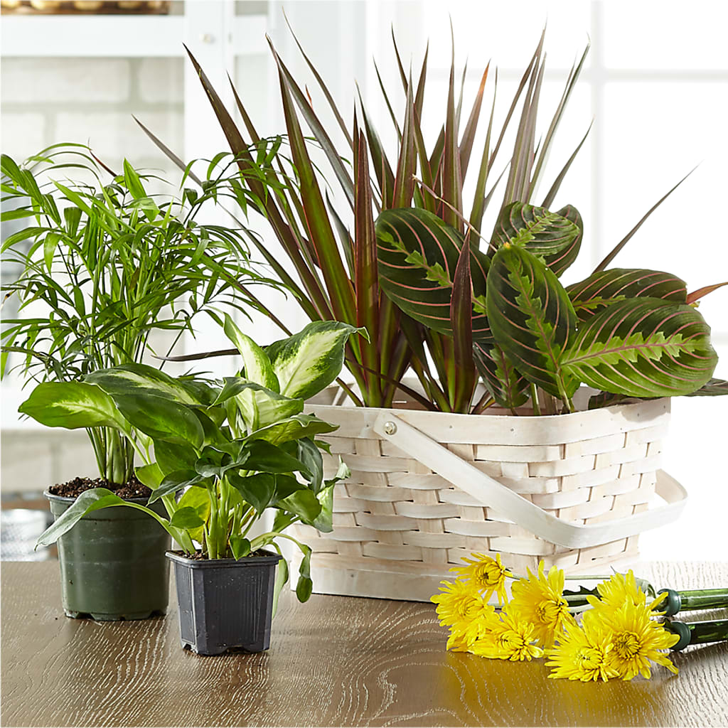Florist Designed Blooming and Green Plants in a Basket – MONA'S BOUQUETS, Bacliff TX