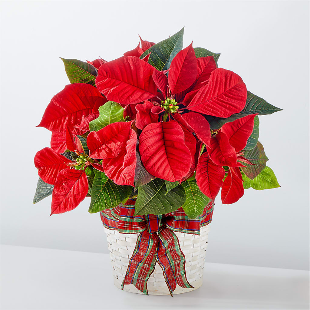 Happiest Holidays Poinsettia – MONA'S BOUQUETS, Bacliff TX