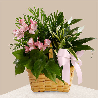 Living Spirit Dishgarden – MONA'S BOUQUETS, Bacliff TX