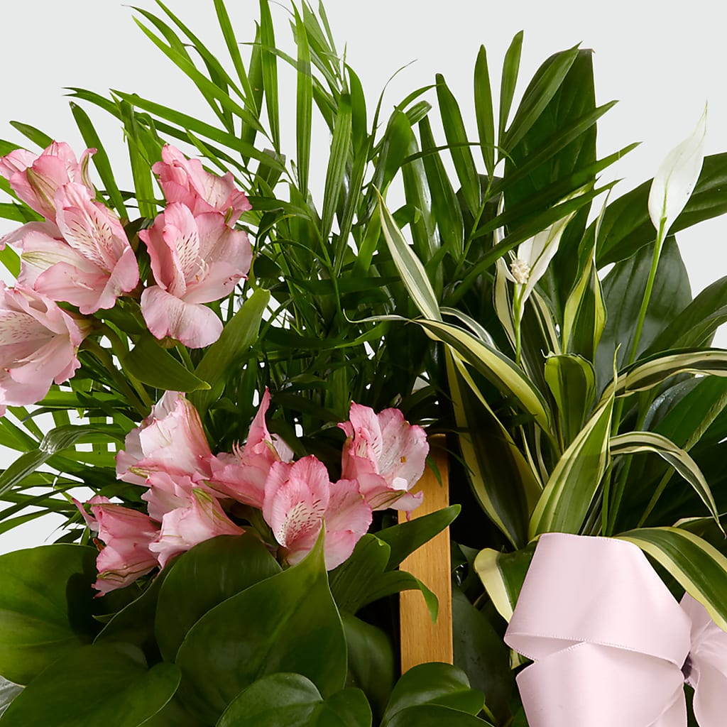 Living Spirit Dishgarden – MONA'S BOUQUETS, Bacliff TX